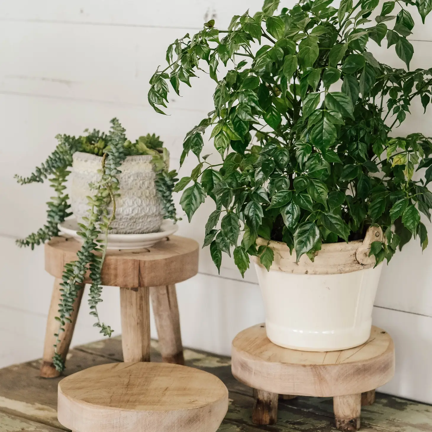 Wood Riser Stand  Aimee Weaver Designs