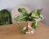 silver plated HÔTEL Silver Cake Stand wrapped in green ribbon